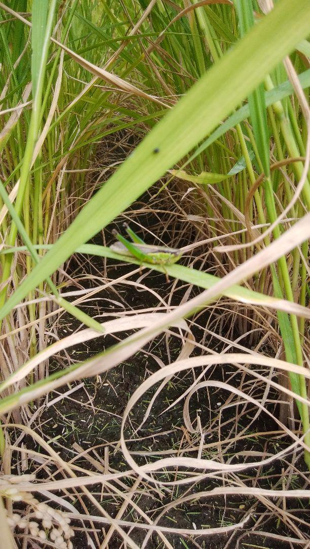 新米　秋田県産　あきたこまち　玄米　10キロ　【低農薬　低化学肥料】 6年産