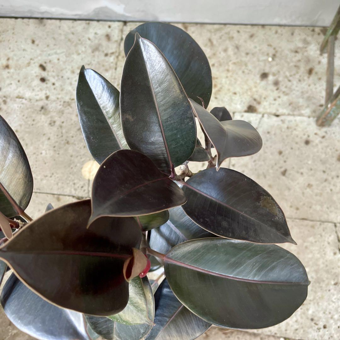 フィカス　バーガンディ　グラファイトストーム陶器鉢　植え込み発送 フィカス バーガンディ 2本立ち 陶器鉢 植え込み発送