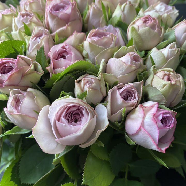 短め バラ 切り花 生花 ライラッククラシック 70本 産地直送 メルカリ 短め バラ 切り花 生花 ライラッククラシック 70本 産地直送 メルカリ
