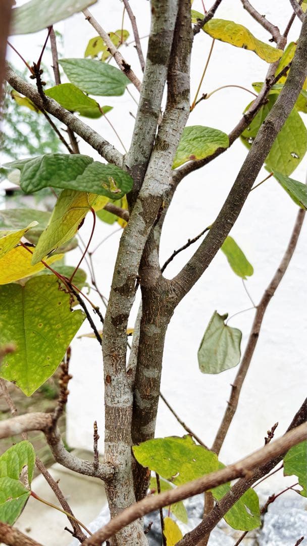 マルバノキ株立ち2.0M