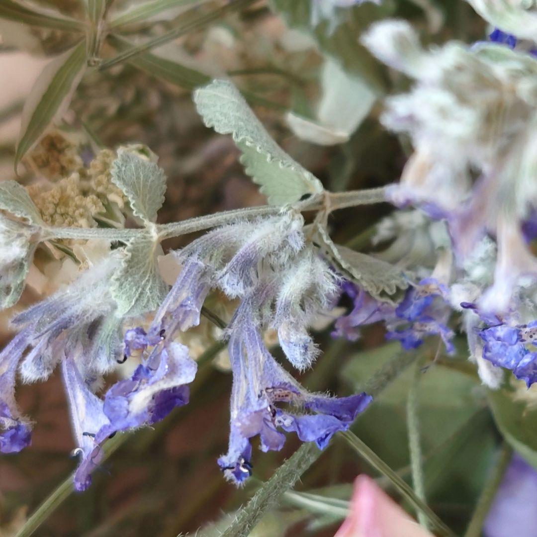 ピンク白紫 バラとキャットミントのドライフラワー スワッグ # 300