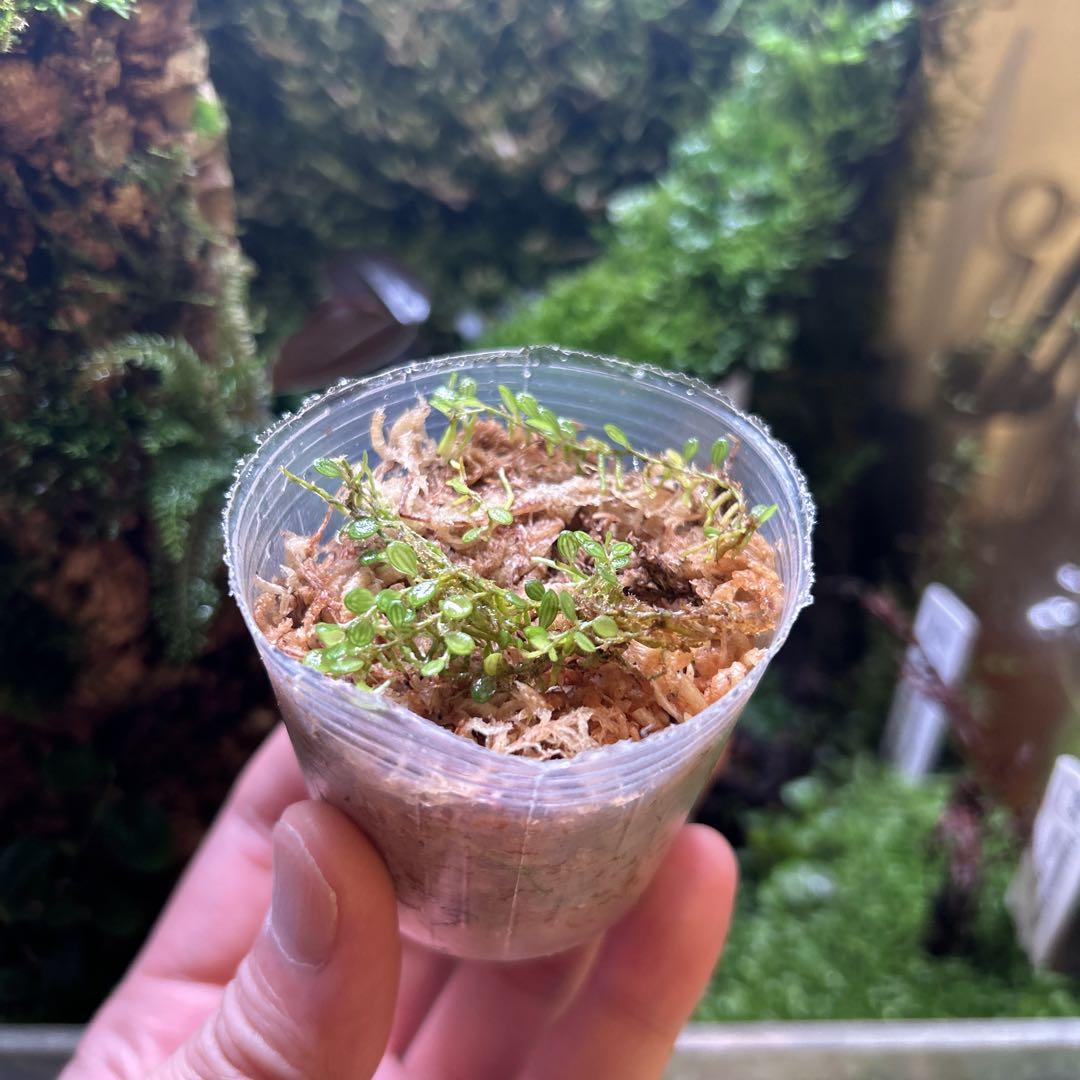 Specklinia dressleri 着生蘭 南米 パルダリウム ラン