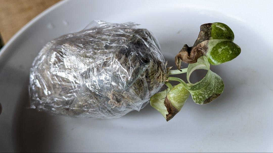 確認用