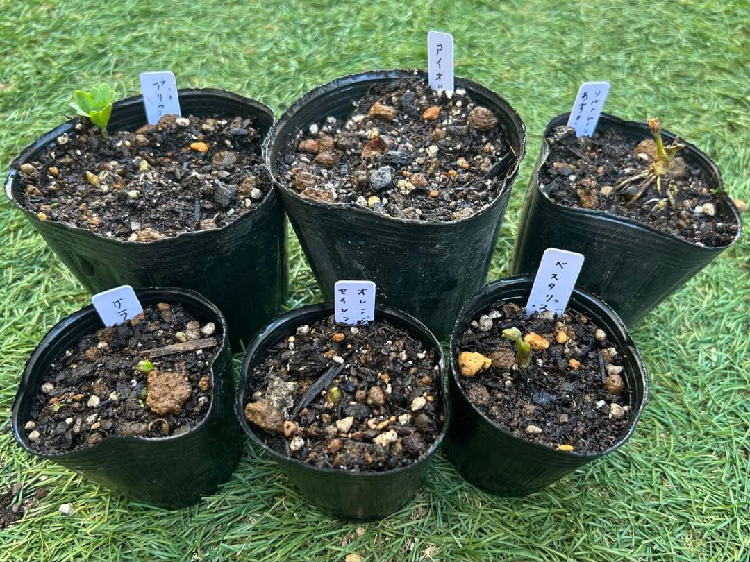 芽出し苗目立った傷や汚れなし