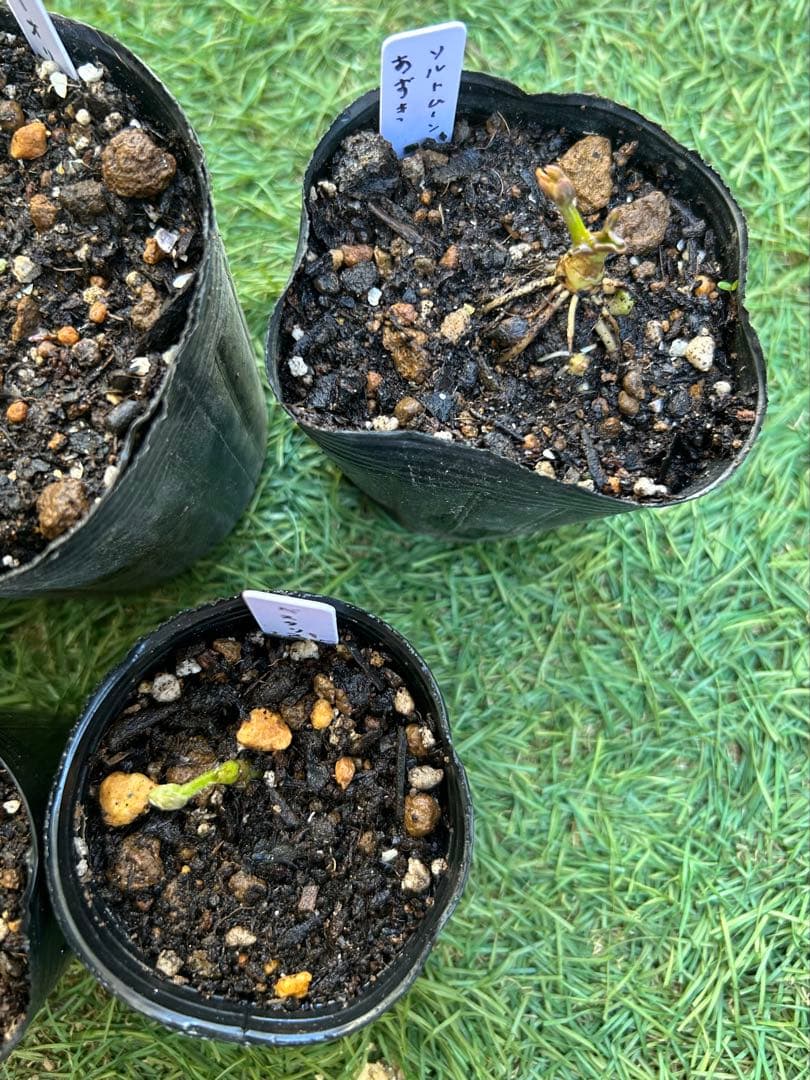 芽出し苗目立った傷や汚れなし