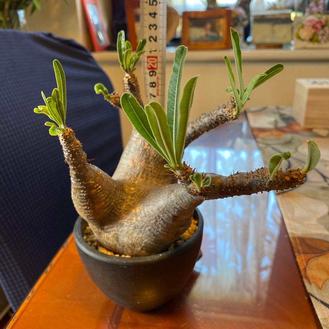 グラキリス発根管理中 現地球目立った傷や汚れなし