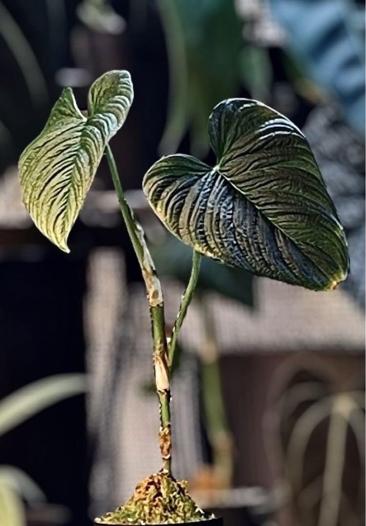 Philodendron lynnhannoniae cf — Ecuagenera Orquídeas del Ecuador