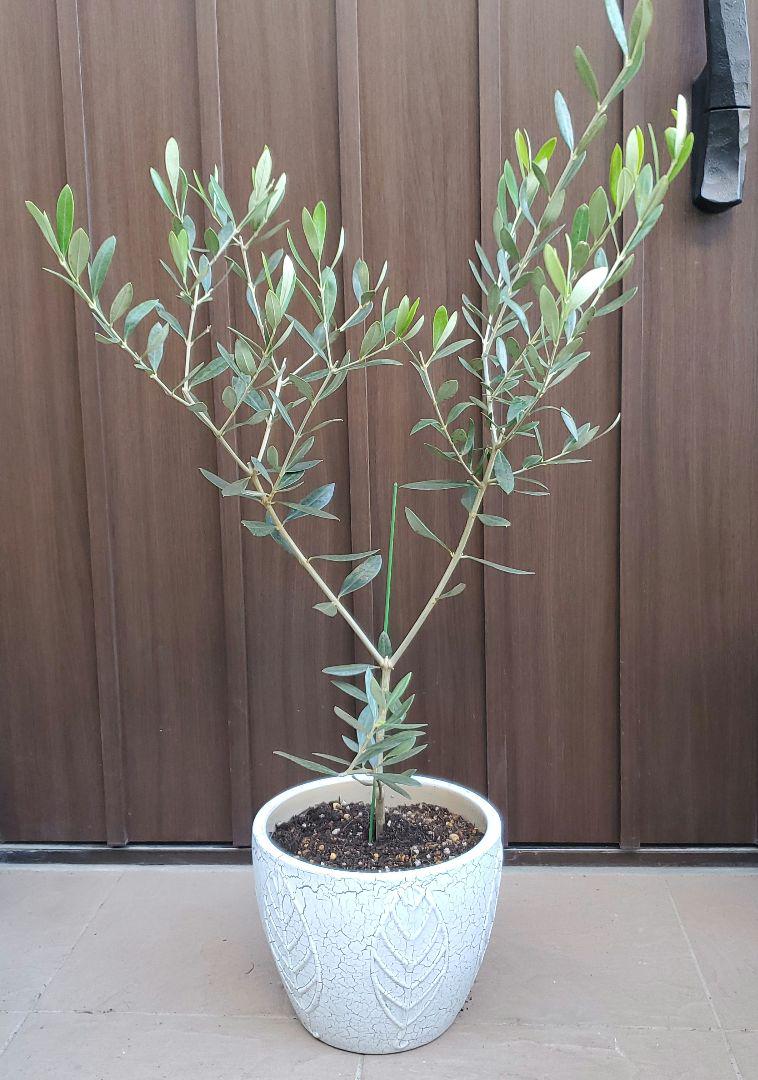 オリーブの木 ルッカ 陶器鉢植え 苗 シンボルツリー