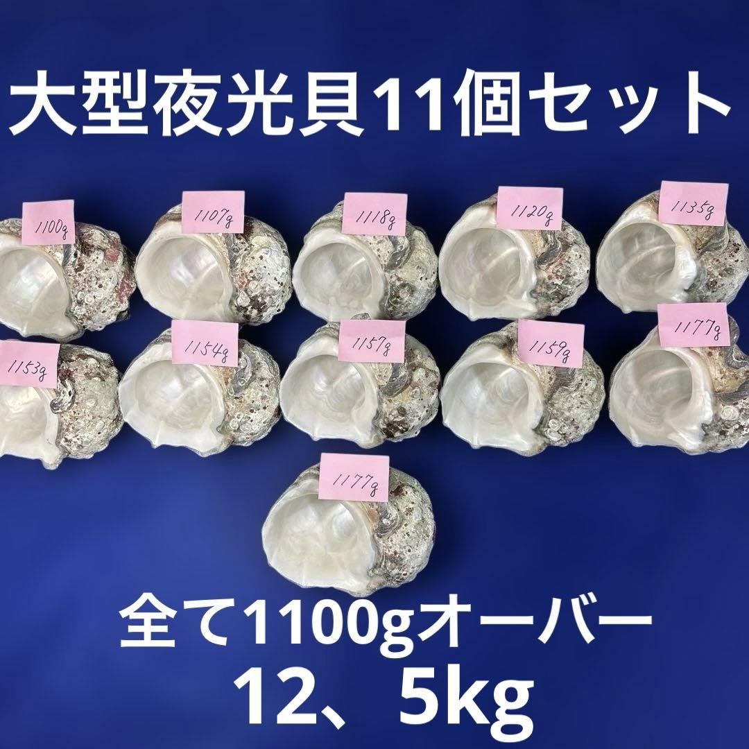 都内で ヤコウ貝 大型夜光貝 まとめ売り アクセサリー 12、5kg 11個 置物