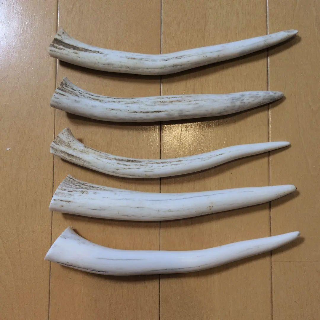 【ファッション通販】の商品をすべて M9アクセサリー【まとめて5本】北海道 エゾシカ 鹿の角 鹿角 その他