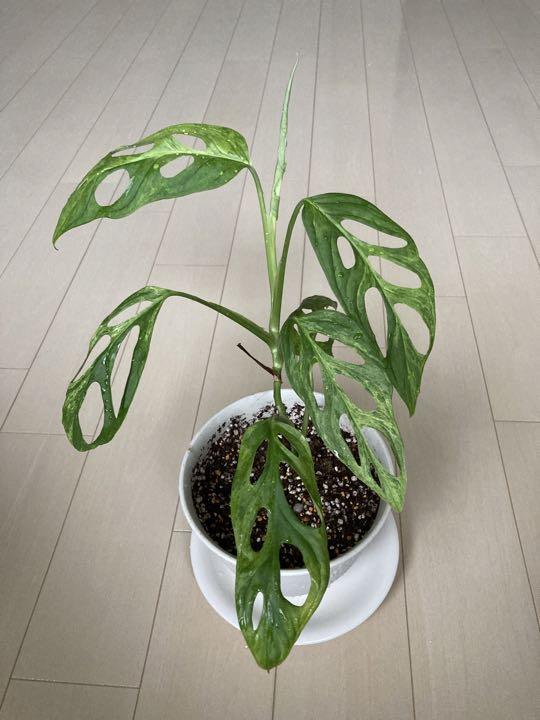 マドカズラ極斑入り/Monstera adansonii “mint - メルカリ マドカズラ極斑入り/Monstera adansonii “mint - メルカリ