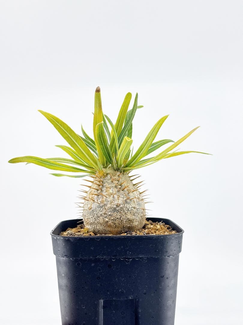 【鉢付き匿名配送】No67 実生 2年3か月 パキポディウム グラキリス 【鉢付き匿名配送】No67 実生 2年3か月 パキポディウム グラキリス