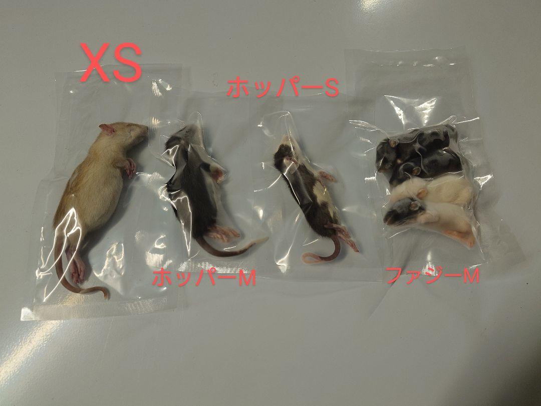 冷凍ラット 50~65g 30匹セット