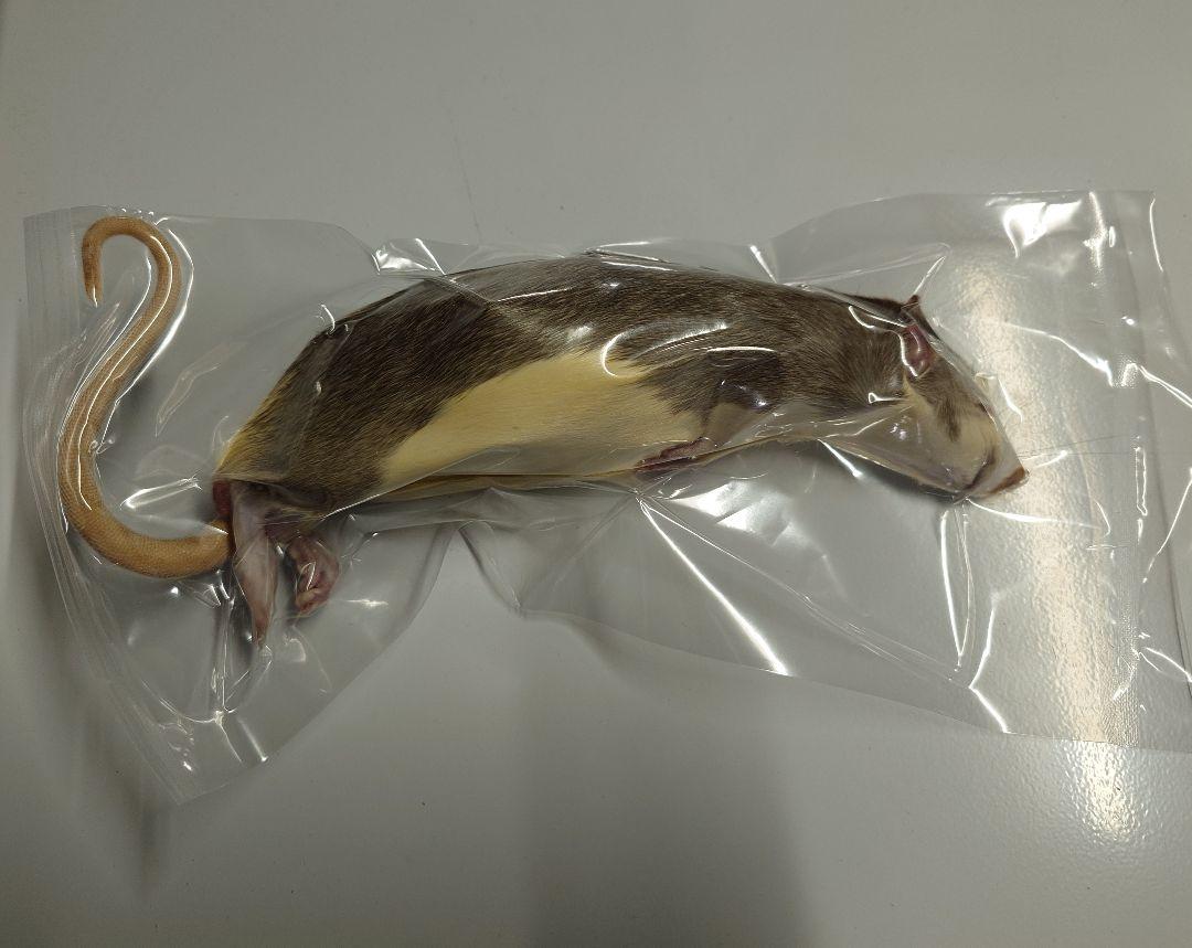 冷凍ラット 50~65g 30匹セット