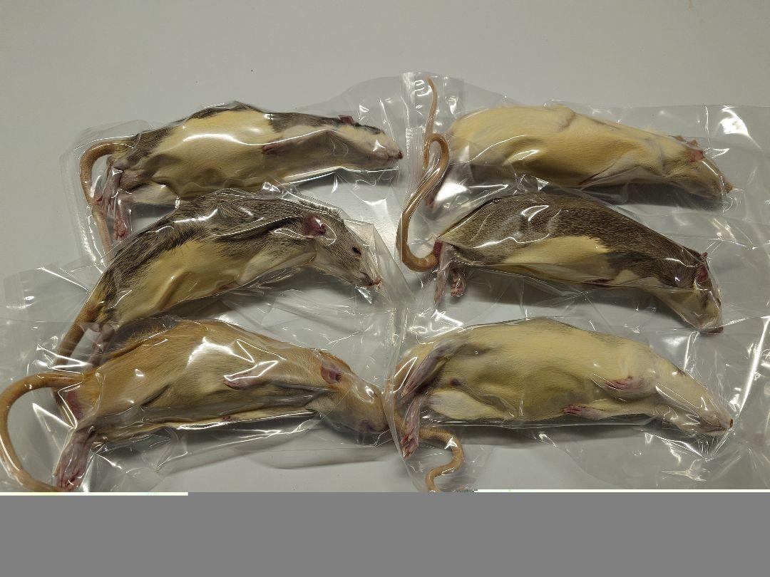 冷凍ラット 50~65g 30匹セット