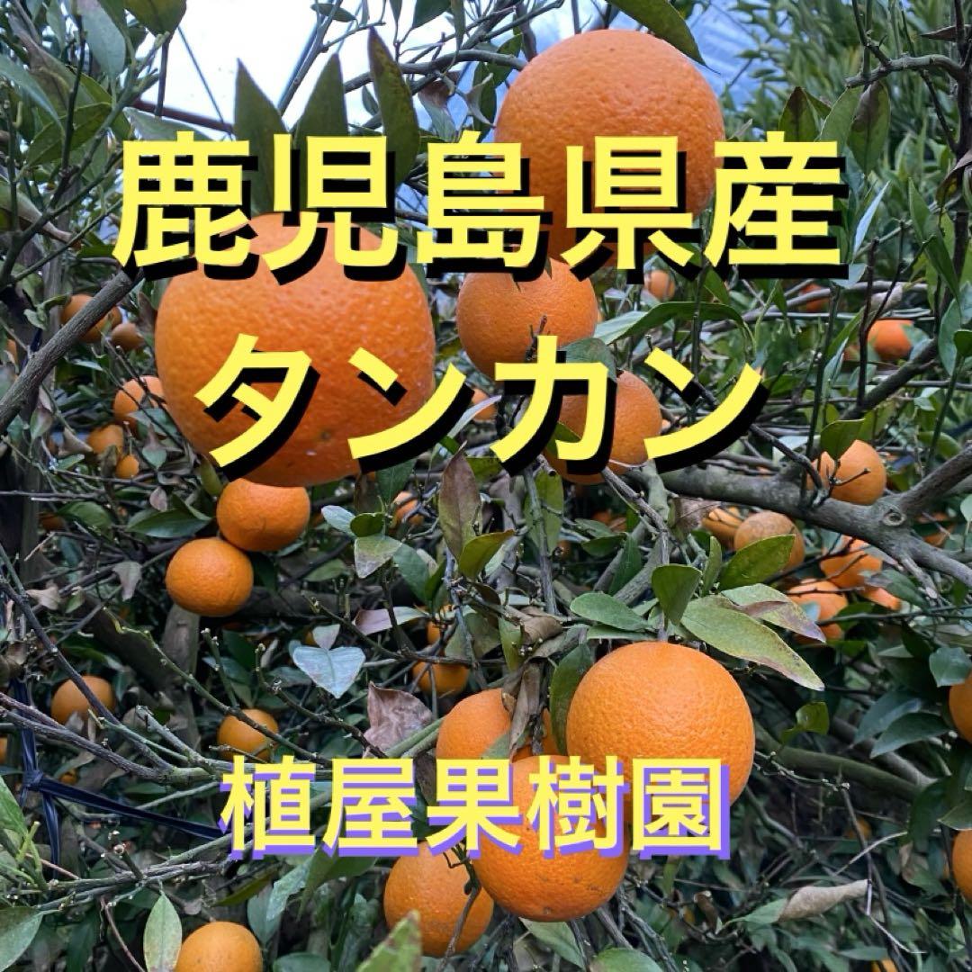 （鹿児島特産品）冬が好き② サワーポメロ 箱満杯詰