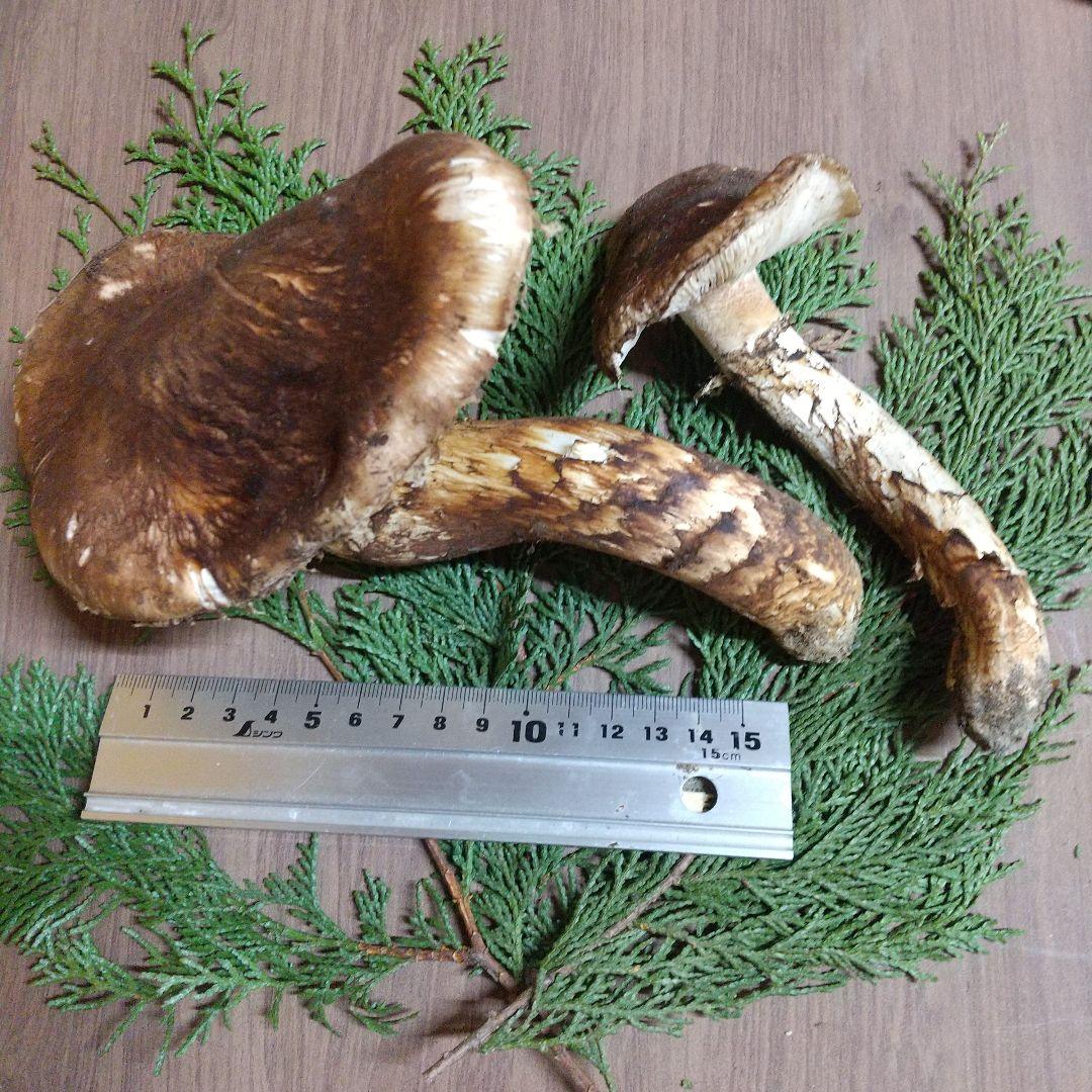 岩手県産 松茸 開け 1-1