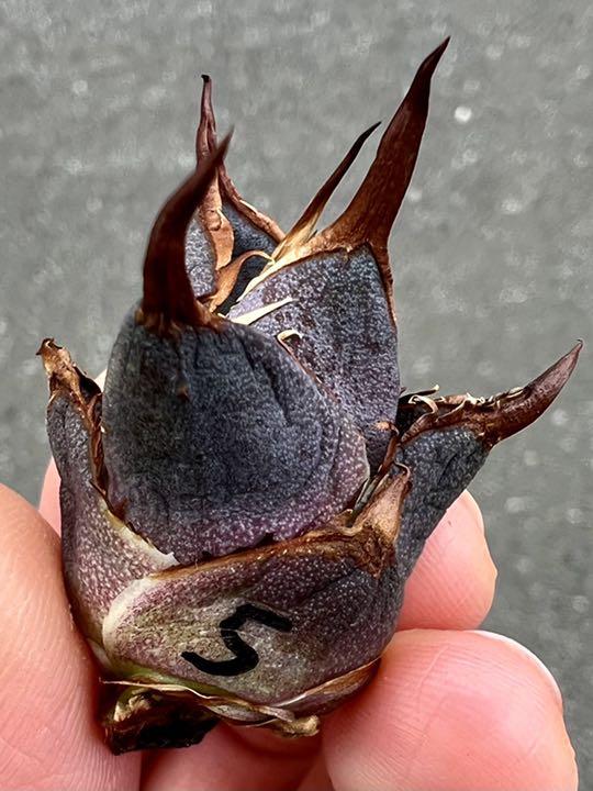 33%割引【予約中!】 ariari様専用ページ❣️アガベ 多肉植物 チタノタ ハデス‼️ 植物/観葉植物 インテリア・住まい・小物-WWW.AVETPHARMA.COM 33%割引【予約中!】 ariari様専用ページ❣️アガベ 多肉植物 チタノタ ハデス‼️ 植物/観葉植物 インテリア・住まい・小物-WWW.AVETPHARMA.COM