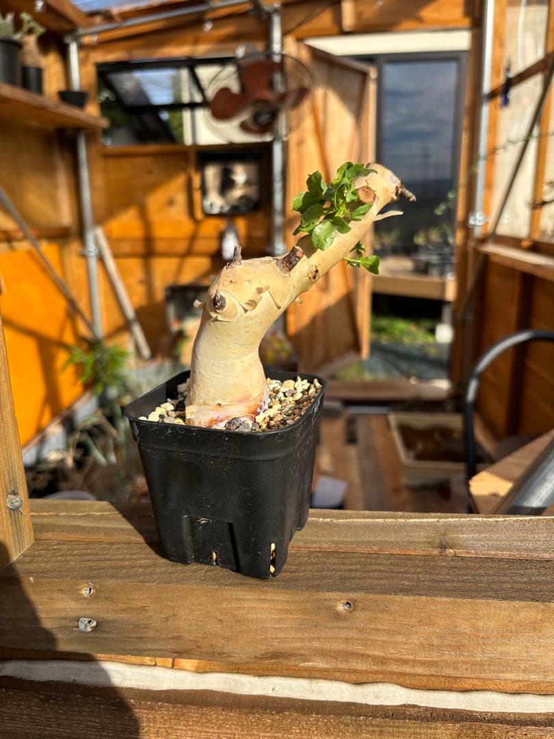 発根済み鉢付き