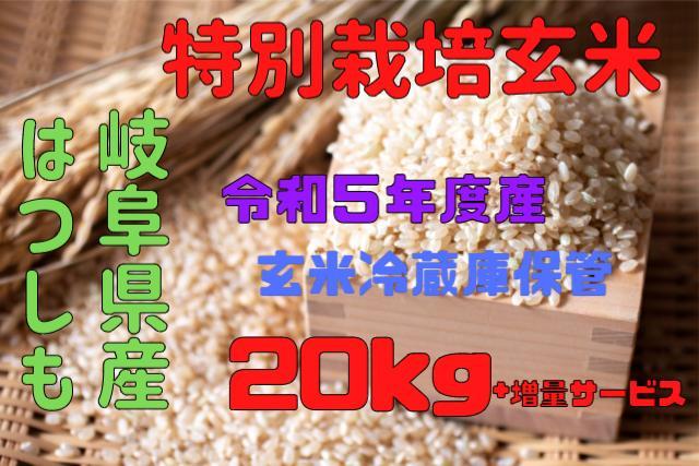 岐阜県特産はつしも玄米20kg（特別栽培米）令和5年度