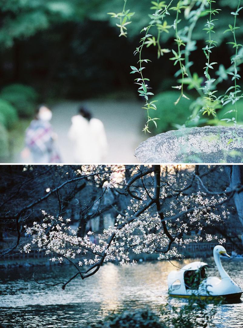 【値下】CINESTILL 800T 5本