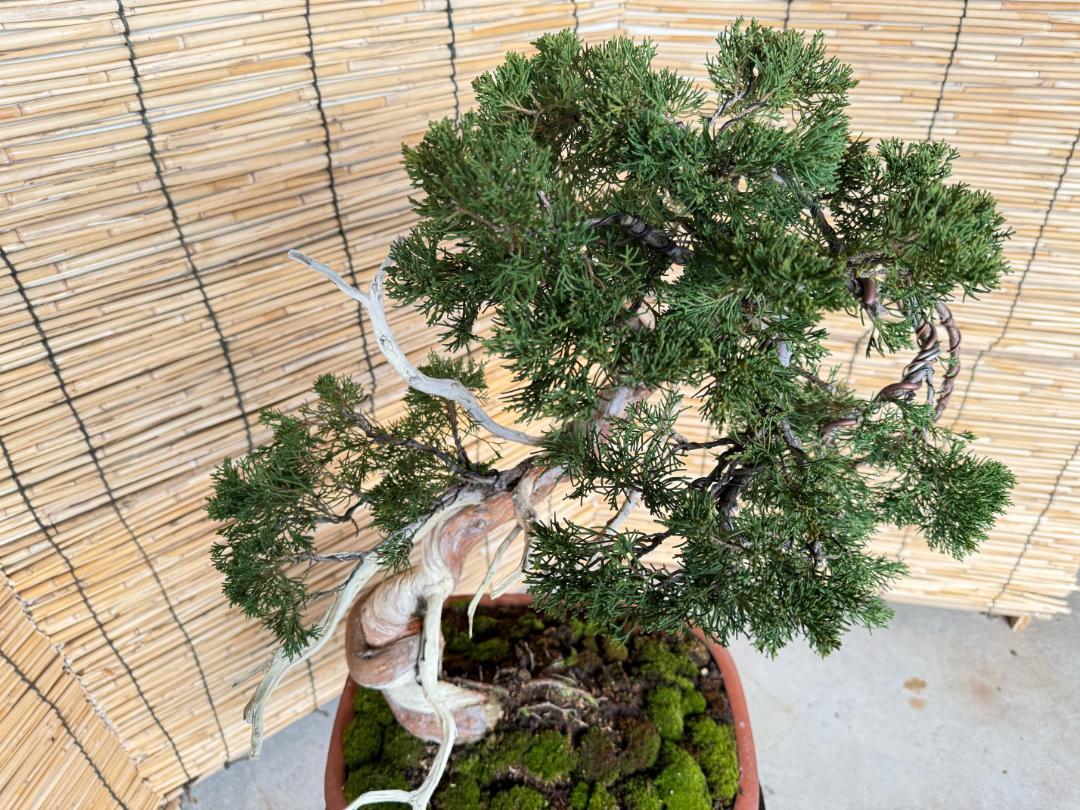 シャリ