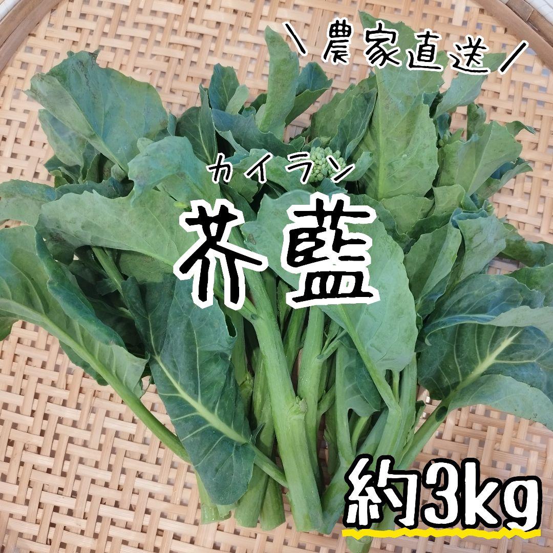 【冷蔵便】芥蓝/芥藍/カイラン/カナー/朝採り/千葉県産/約3kg入
