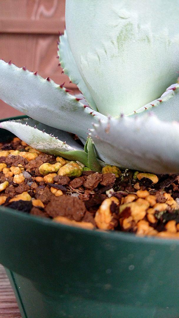 人気セール Agave pygmaea Dragontoes 26 wBdxJ-m15465888944 お得品質保証
