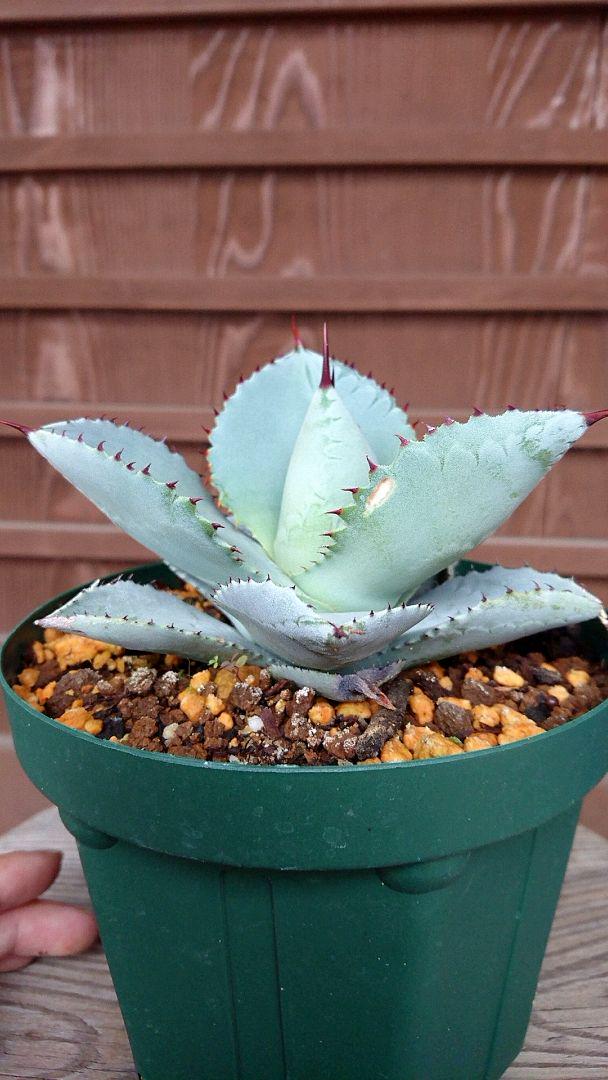 人気セール Agave pygmaea Dragontoes 26 wBdxJ-m15465888944 お得品質保証