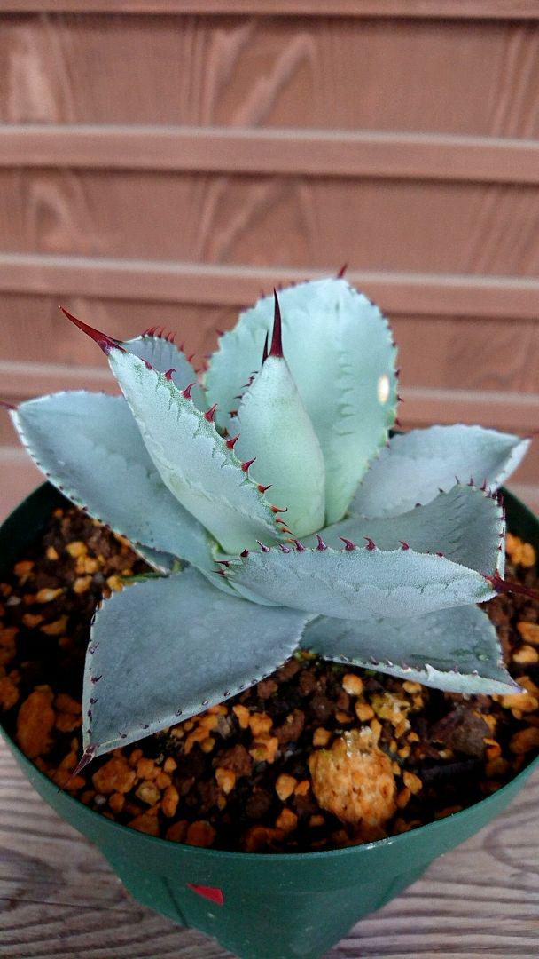 人気セール Agave pygmaea Dragontoes 26 wBdxJ-m15465888944 お得品質保証