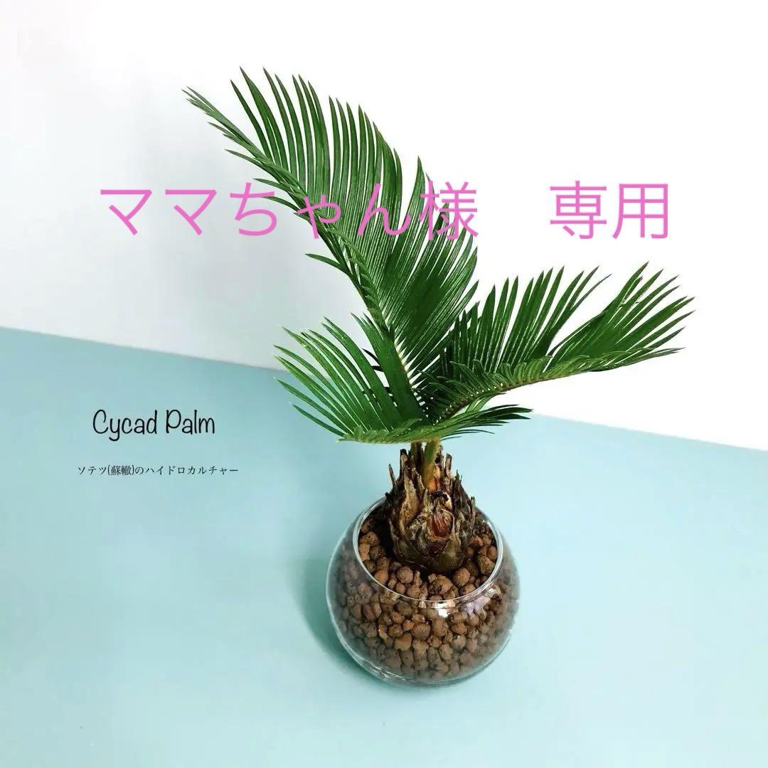 ソテツ(蘇鉄) □ハイドロカルチャー□ 観葉植物 そのまま飾れる