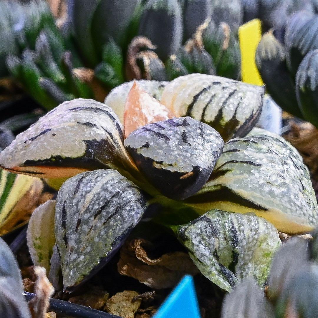 ハオルチア 大窓ピクタ錦 極上斑