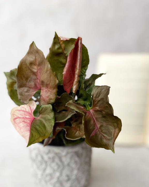 送料0円】 シンゴニューム ピンクジュエル♡シンゴニウム 観葉植物 斑入り 寄せ植え 植物/観葉植物 - getvolt.dk 送料0円】 シンゴニューム ピンクジュエル♡シンゴニウム 観葉植物 斑入り 寄せ植え 植物/観葉植物 - getvolt.dk