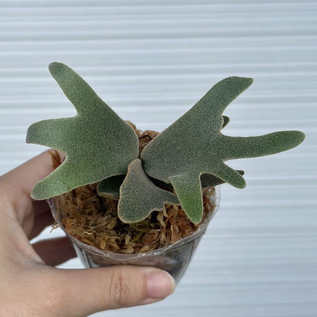 P.willinckii ’Nano’ spore 402