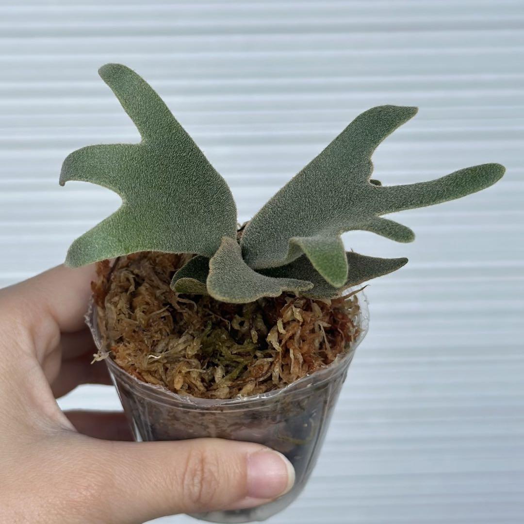 P.willinckii ’Nano’ spore 402