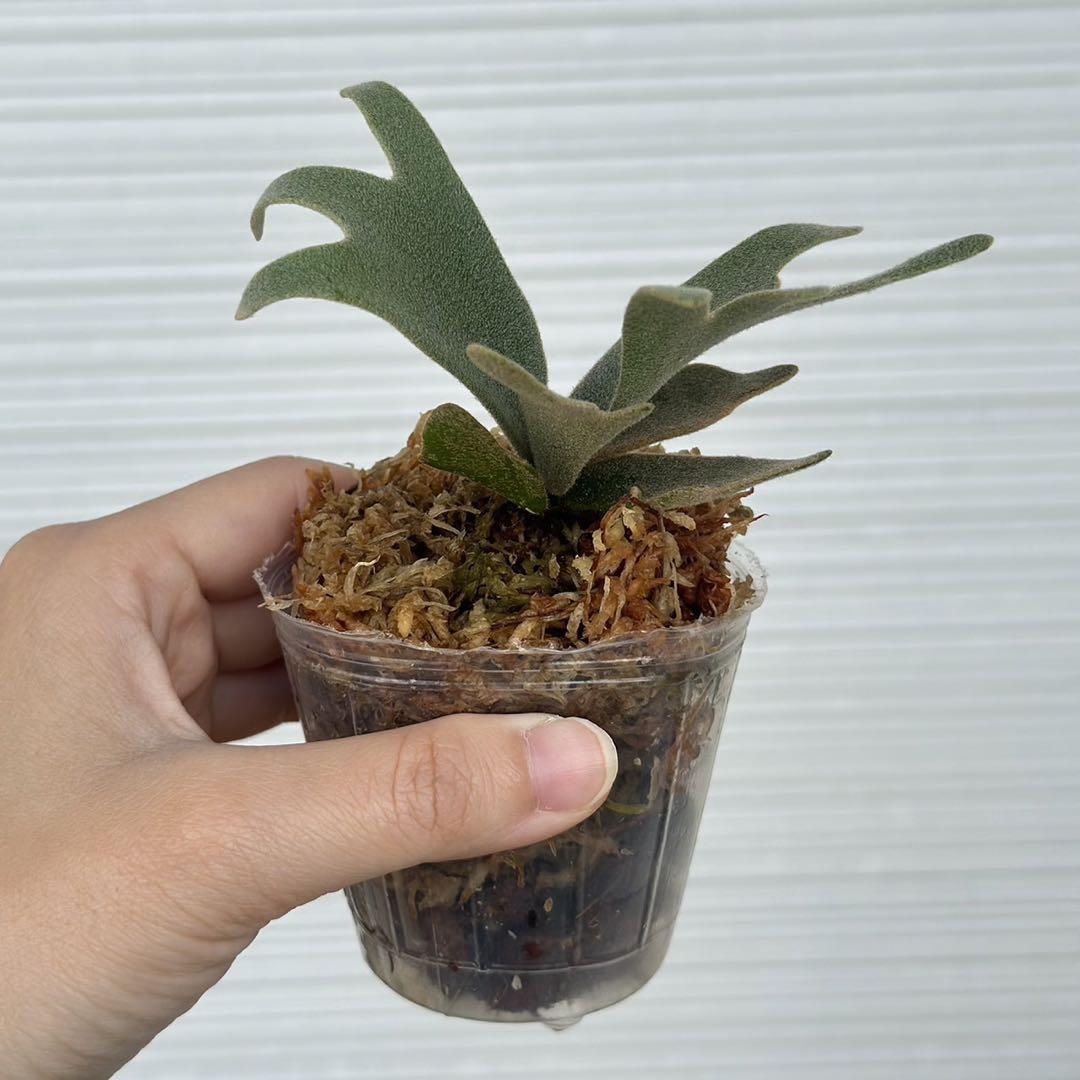 P.willinckii ’Nano’ spore 402