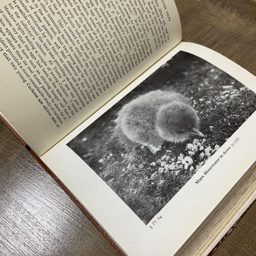 イギリスのヴィンテージ鳥図鑑 1960年代 鳥の図鑑 古書 ②