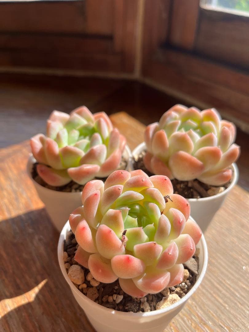 多肉☆クリームローズhyb ・３苗・カット苗・可愛い・大きめ