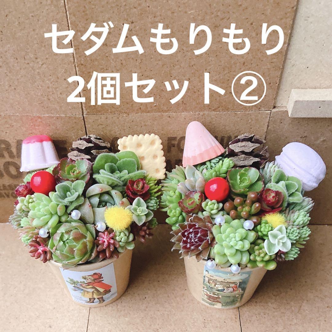 多肉植物19 バニラココ （F2）札付き ポットごとメルカリ便