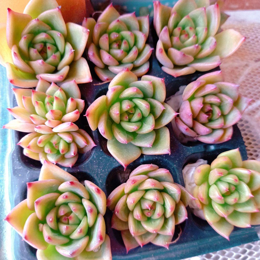 多肉植物 抜き苗 ❤️多肉植物❤️抜き苗❤️ - メルカリ
