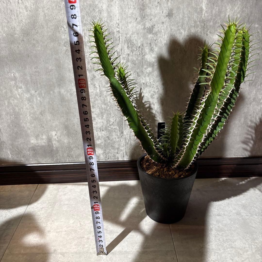 ユーフォルビア　ムランジーナ