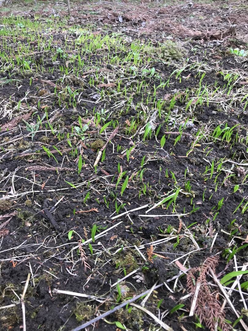 行者ニンニクの種子 200g YUZUMIYA_COM