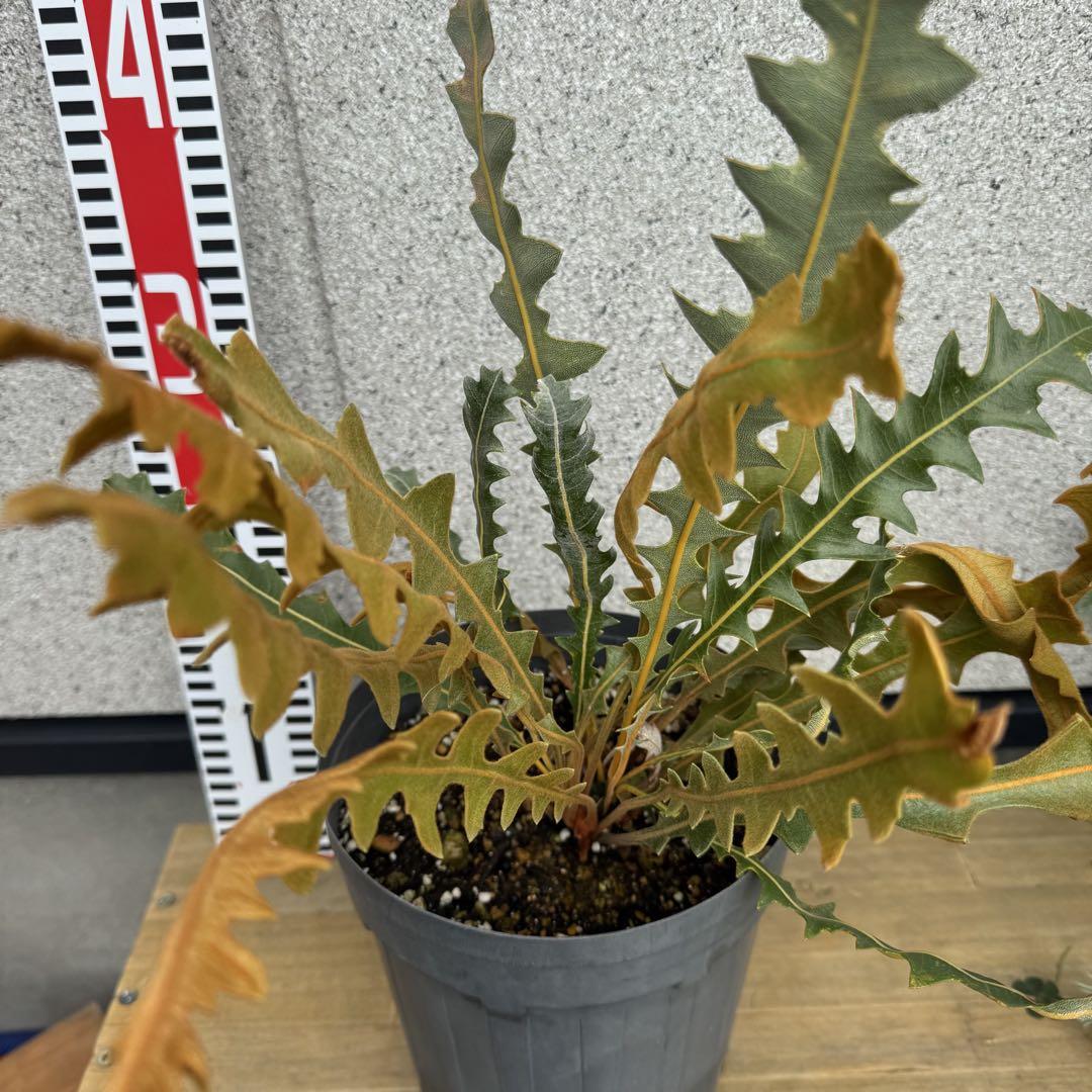 ①バンクシア レペンス 6号