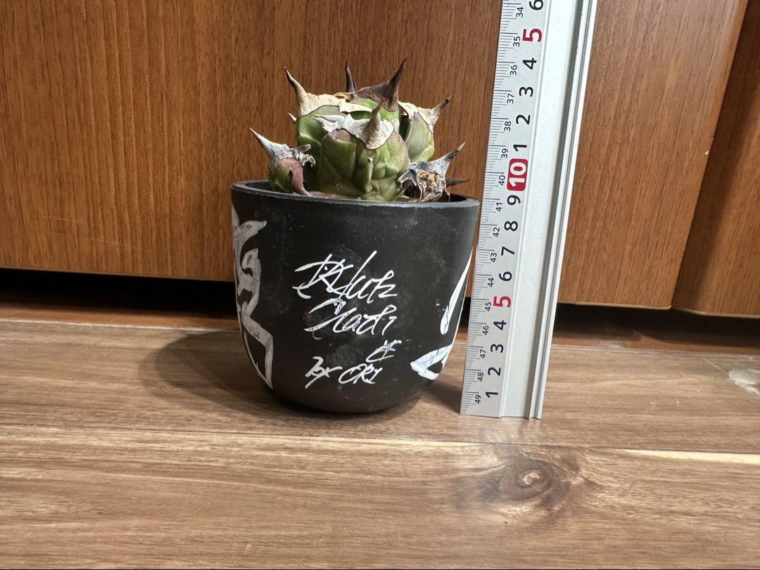 げ アガベ