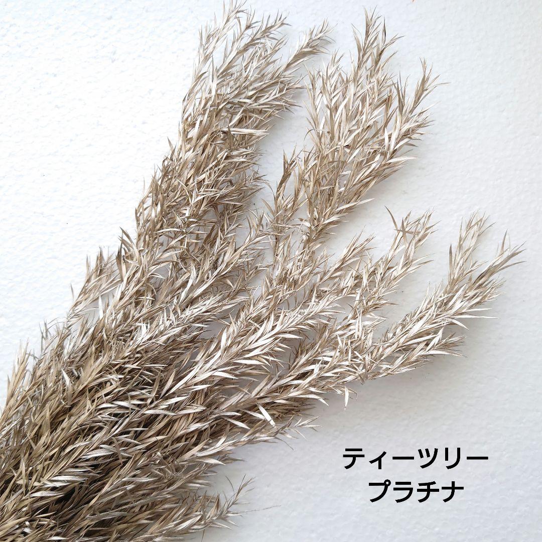 no.23154 ティーツリー(メラレウカ)　プラチナ　新品　大地農園