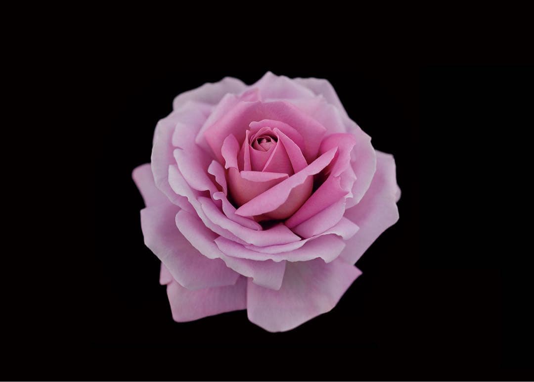 【10/22新入荷】❣️サポンn❣️レフィル❣️ クレドポーボーテ シナクティフ 【10/22新入荷】❣️サポンn❣️レフィル❣️ クレドポーボーテ シナクティフ