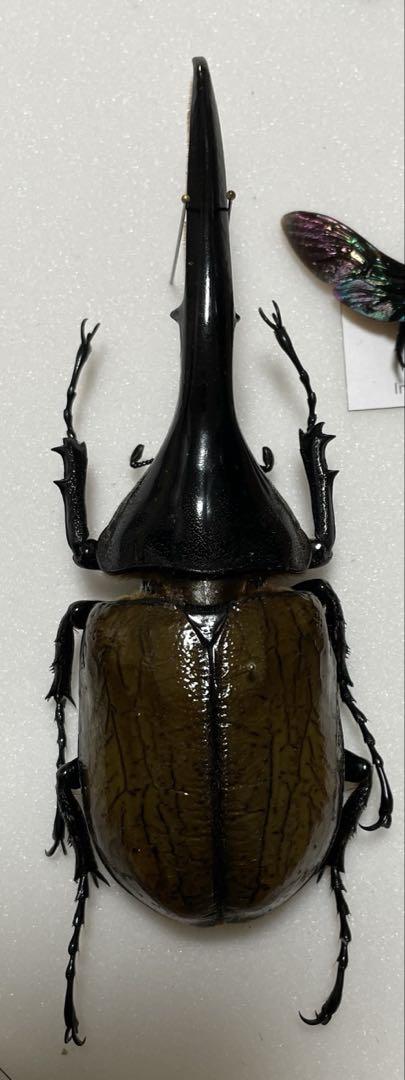 頭角幅20.6㎜ カブトムシ 標本 標本
