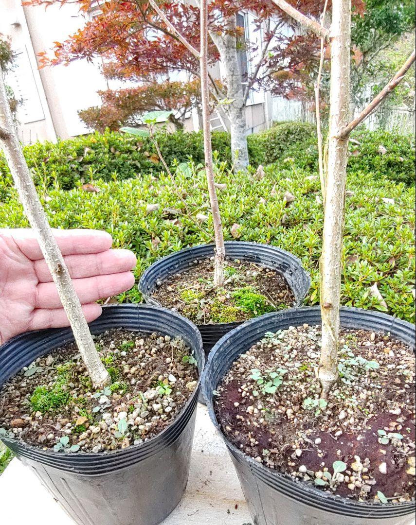 白樺ジャクモンティー シラカバジャクモンティ― 3株セット10,5cm