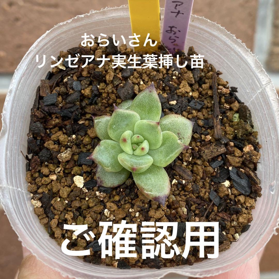 おらいさん　ミックスベリア　札なし　抜き苗