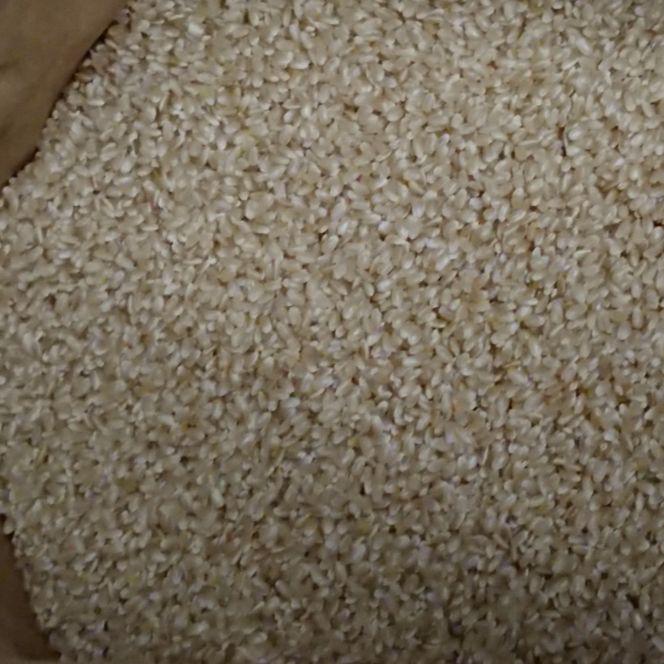 １等米 令和６年産 新潟 魚沼産 新之助 ５kg 白米 高品質 お米農家直送